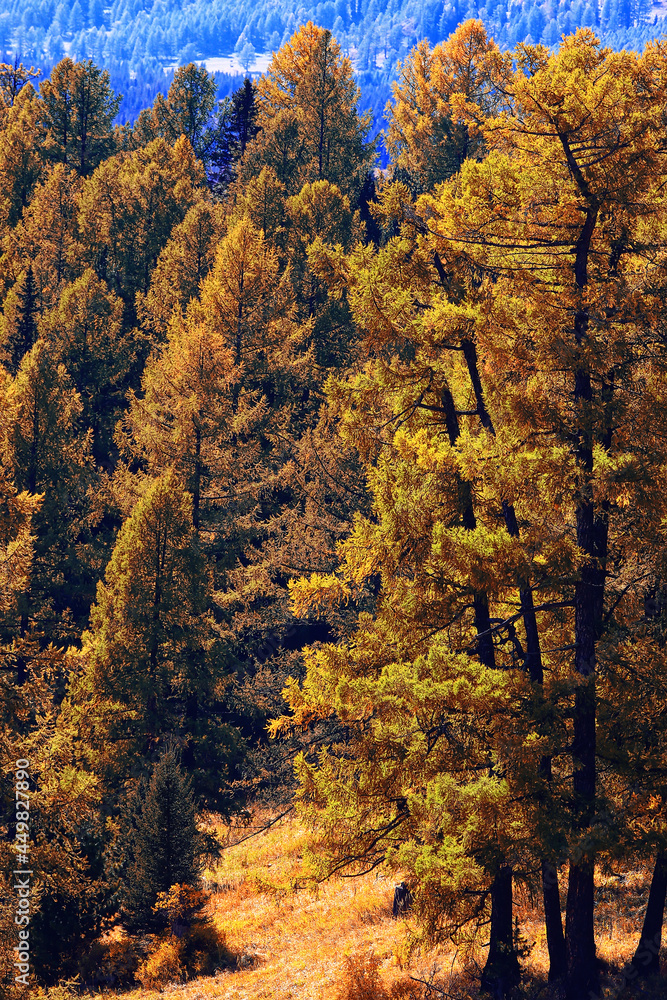 Fototapeta premium abstract background texture of autumn forest, yellow trees pattern landscape view