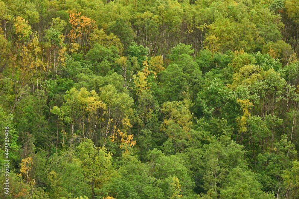 abstract background texture of autumn forest, yellow trees pattern landscape view abstract background texture of autumn forest, yellow trees pattern landscape view