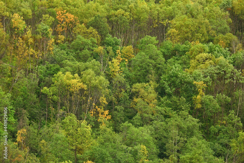 Fototapeta Naklejka Na Ścianę i Meble -  abstract background texture of autumn forest, yellow trees pattern landscape view