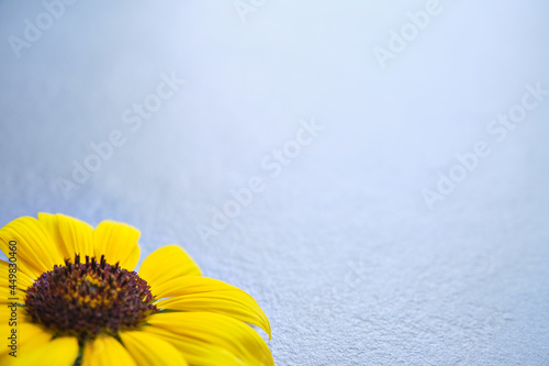 yellow flower on gray background