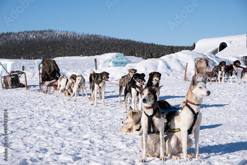 Huskies arrastrando un trineo de nieve