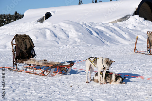 Huskies arrastrando un trineo de nieve © chimo