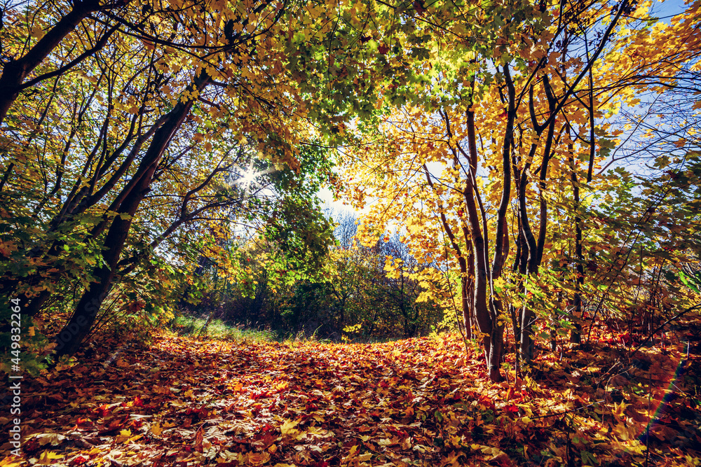Autumn park, forest with colorful leaves and trees.