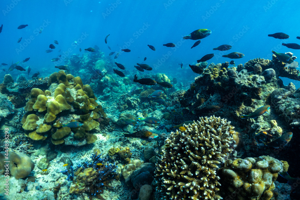 Obraz premium underwater scene with coral reef and fish; Surin Islands; Thailand.