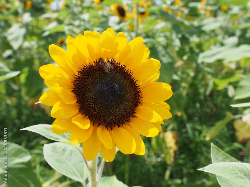 Fototapeta premium ひまわりの花とみつばち