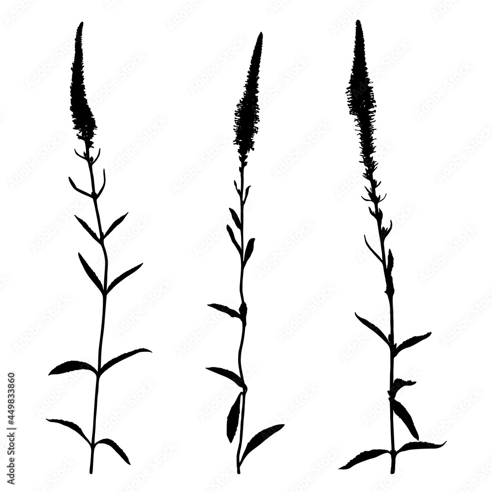 Obraz premium Set of wildflowers silhouettes isolated on white background.