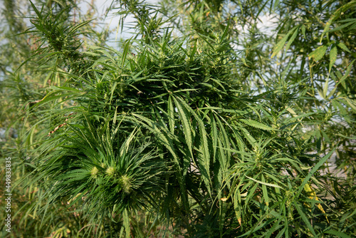 very dense and green bud of a hemp bush in a field