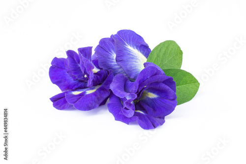 butterfly pea flower (blue pea, bluebellvine, cordofan pea, clitoria ternatea) with green leaves isolated on white background. 
