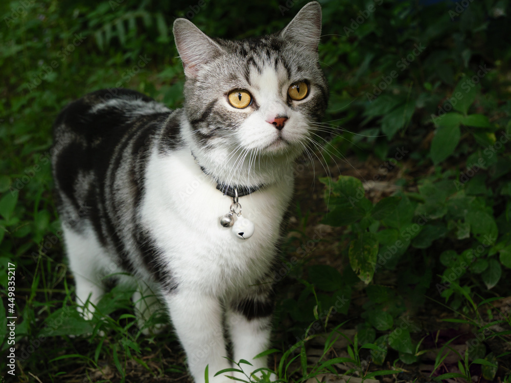 Lovely cute little cat with beautiful yellow eyes in garden outdoor Lovely cute little cat with beautiful yellow eyes in garden outdoor