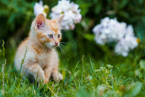 Adorable red kitten with green eyes posing outdoors in grass.