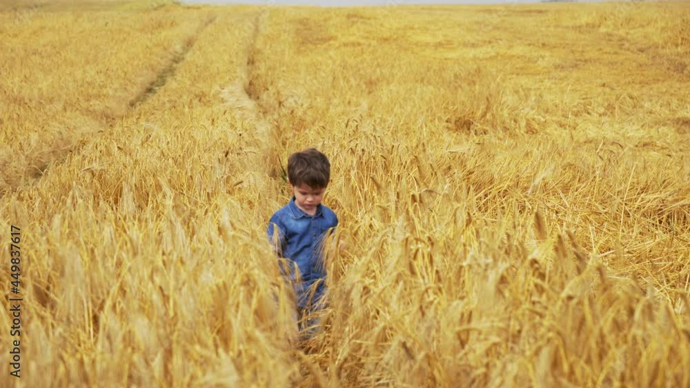 Little boy play with wheat spikelet of wheat on a field Little boy play with wheat spikelet of wheat on a field