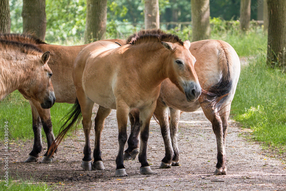 A herd of Przewalski's horses standing on a hiking trail in the Netherlands A herd of Przewalski's horses standing on a hiking trail in the Netherlands