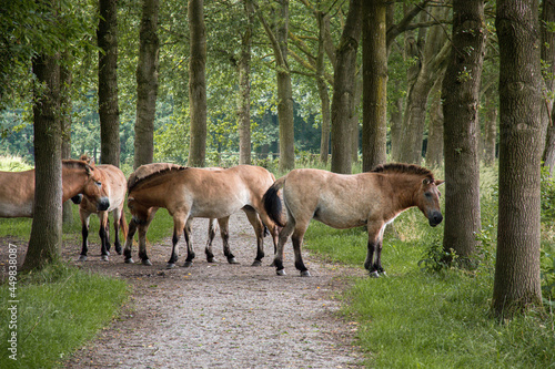 A herd of Przewalski's horses standing on a hiking trail in the Netherlands