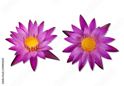 Isolated purple blooming lotus white background witch Clipping Path.