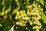 Uncultivated grapes on the field close up view