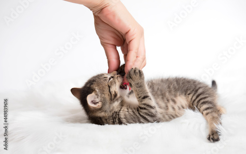 Little gray cat play with a female hand
