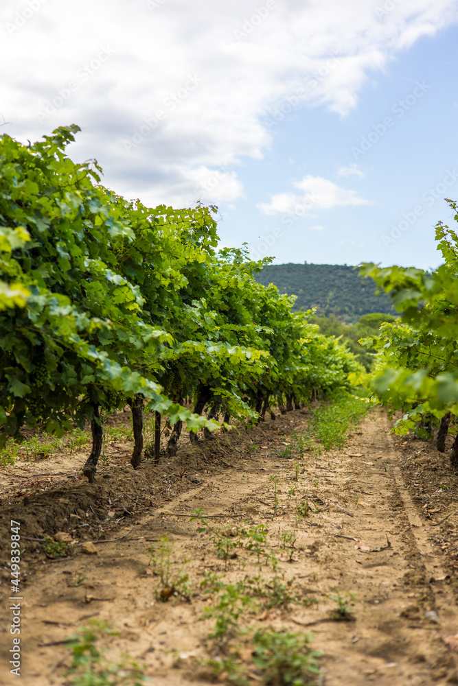 Vignoble autour de Villeneuvette (Occitanie, France)