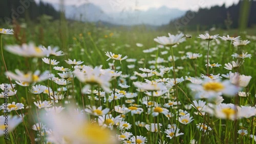 Summer field with daisies in the mountains. Camera moves between white lush daisies in dense green grass. Alpine meadow summer flora background. Gimbal shot, 4K
