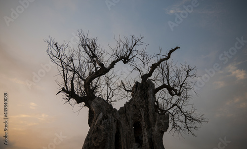 Closeup of dead olive tree during sunrise