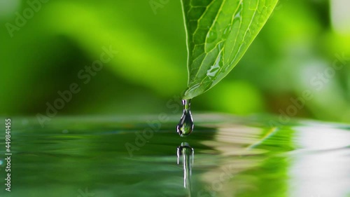 Dew drops fall into water from green fresh leaf. Slow motion shot with green leaf and pond, green bokeh at background