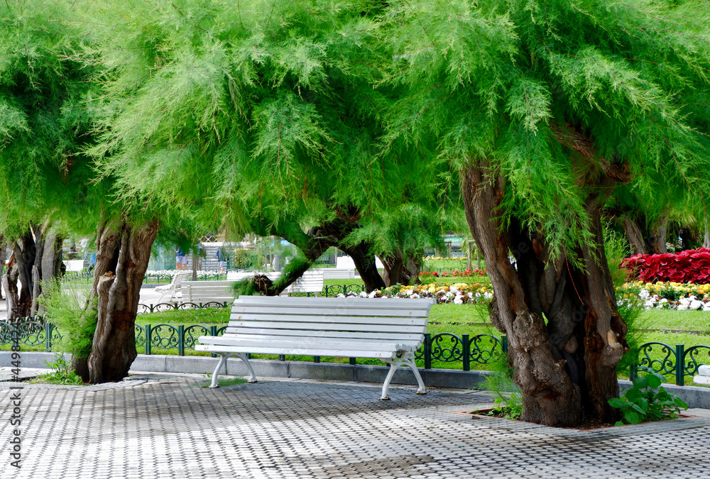 White bench in shade of tamarix pentandra green tree outside in the park of San Sebastian, Basque country, Spain.