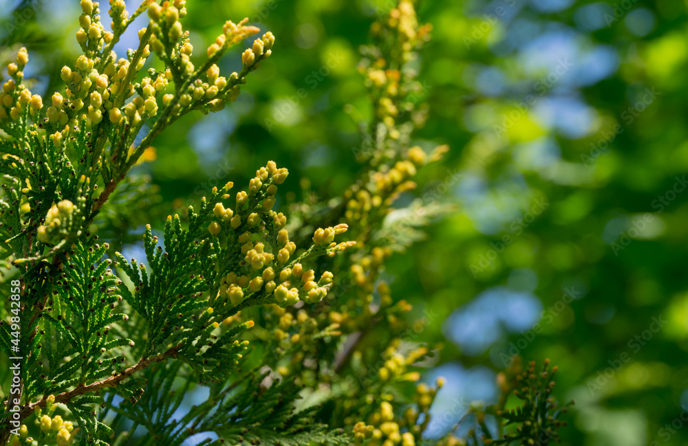 Close-up of green texture with yellow cones of Thuja occidentalis Aureospicata, northern white-cedar, or eastern white cedar. Interesting nature concept for background design. Place for your text Close-up of green texture with yellow cones of Thuja occidentalis Aureospicata, northern white-cedar, or eastern white cedar. Interesting nature concept for background design. Place for your text