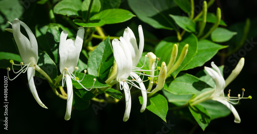 Close-up of white and yellow flower of Lonicera japonica, known as Japanese honeysuckle and golden-and-silver honeysuckle. Evergreen flowering fragrant liana possibly Lonicera giraldii. photo