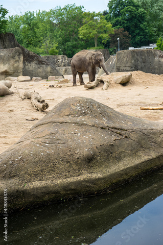 Germany, Cologne Snapshot, , VIEW OF ELEPHANT DRINKING WATER IN LAKE