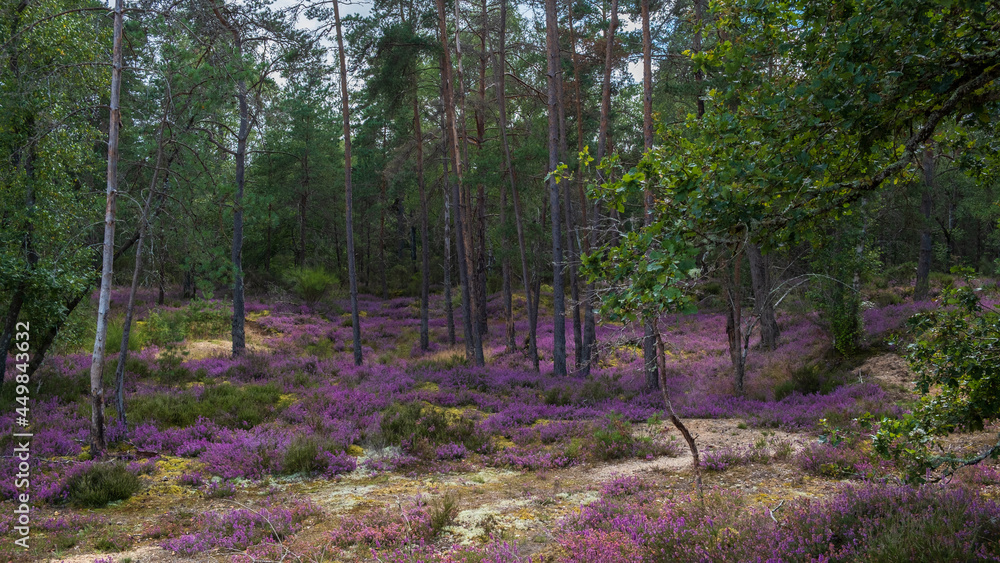 mauve heather in the Forest of Sologne mauve heather in the Forest of Sologne