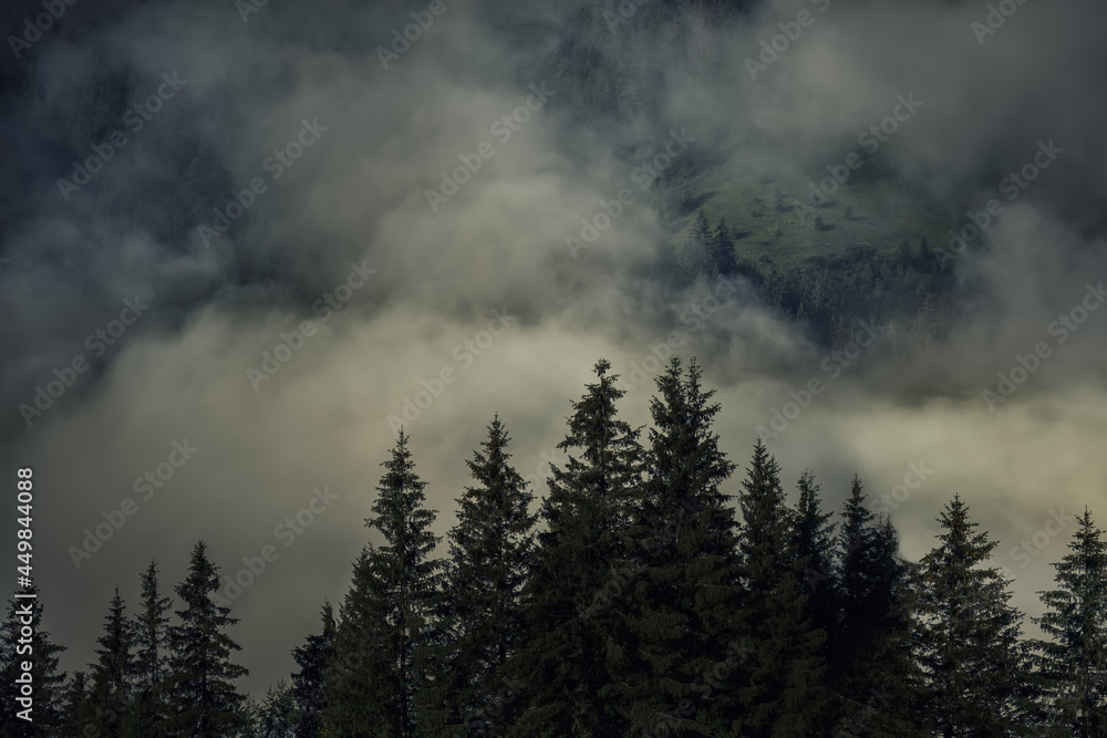 Misty foggy mountain landscape with fir forest. hipster vintage style
