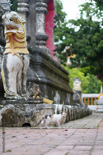 cat and statue of pagoda