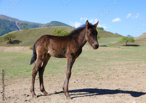 Little brown foal on a sunny summer day