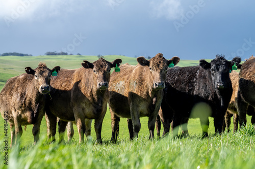 Cows and calves eating hay and silage in Australia.  photo