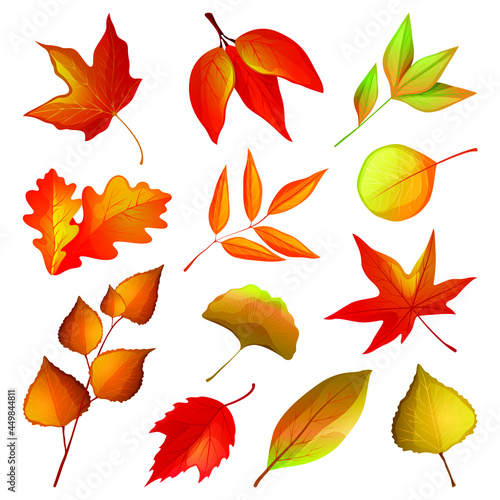 Decorative autumn leaves and twigs. Set of dry and golden foliage of maple, oak, poplar, linden, rowan, ginkgo and cherry trees. Vector plant elements for postcard or banner decoration.