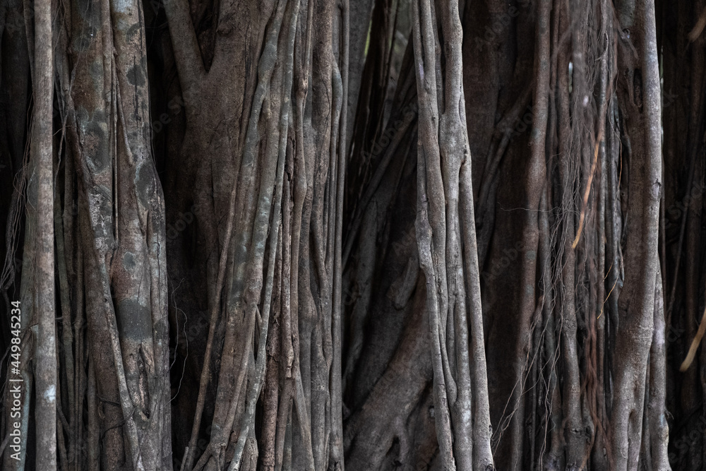 Bayan tree aerial roots Bayan tree aerial roots