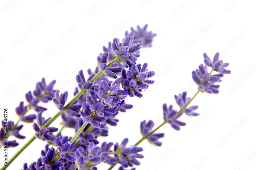 Lavender flowers isolated on white background. Fresh purple flowers closeup Lavender flowers isolated on white background. Fresh purple flowers closeup