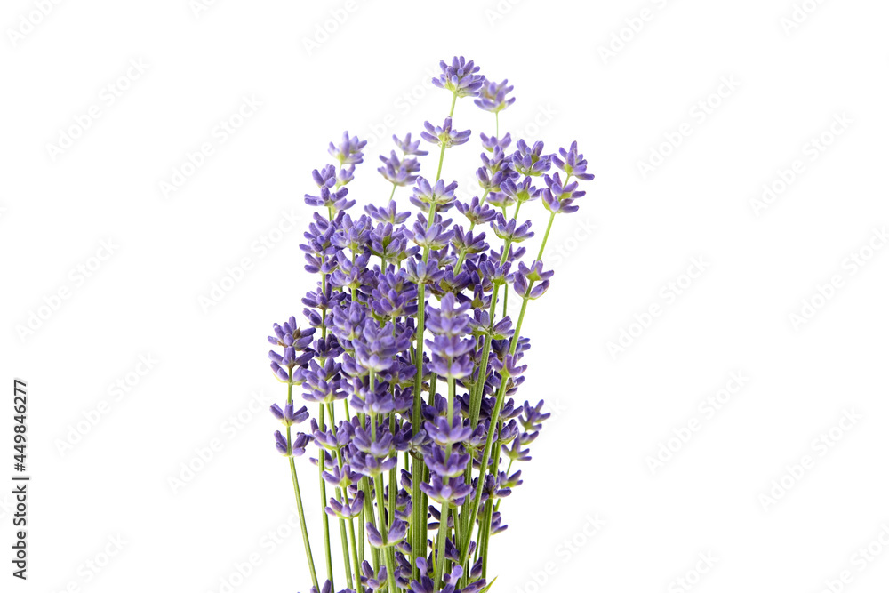 Obraz premium Bunch of purple lavender flowers isolated on white background
