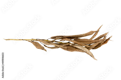 Dry brown willow branch isolated on white background