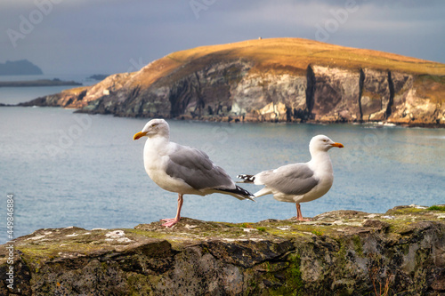 Seagulls on the coast of County Kerry, Ireland