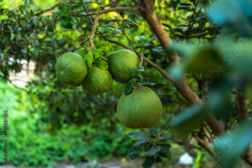 Close up of green Grapefruit grow on the Grapefruit tree in a garden background  harvest citrus fruit thailand.