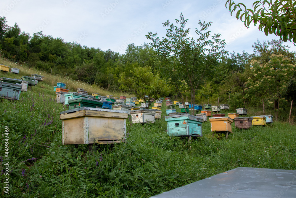 colored wooden beehives in golden hour - honey bees flying around wooden beehives.colorful beehives on the hill in Prahova Romania colored wooden beehives in golden hour - honey bees flying around wooden beehives.colorful beehives on the hill in Prahova Romania