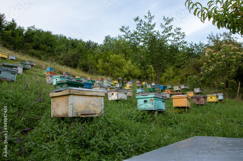 colored wooden beehives in golden hour - honey bees flying around wooden beehives.colorful beehives on the hill in Prahova Romania