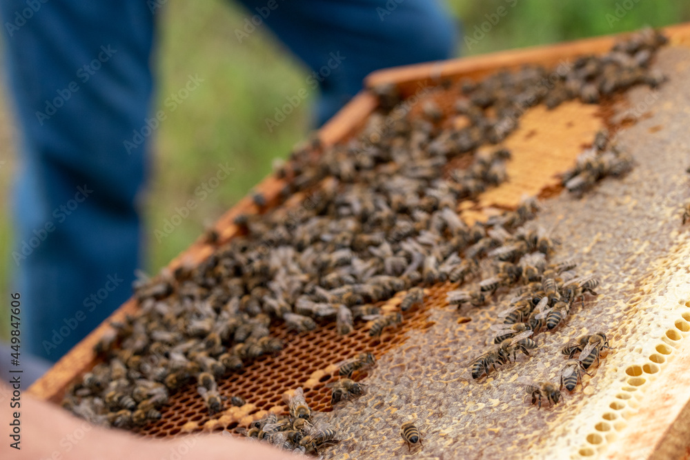 Bee turns nectar into fresh and healthy honey. Natural honeycomb fresh yellow background. Bee turns nectar into fresh and healthy honey. Natural honeycomb fresh yellow background.