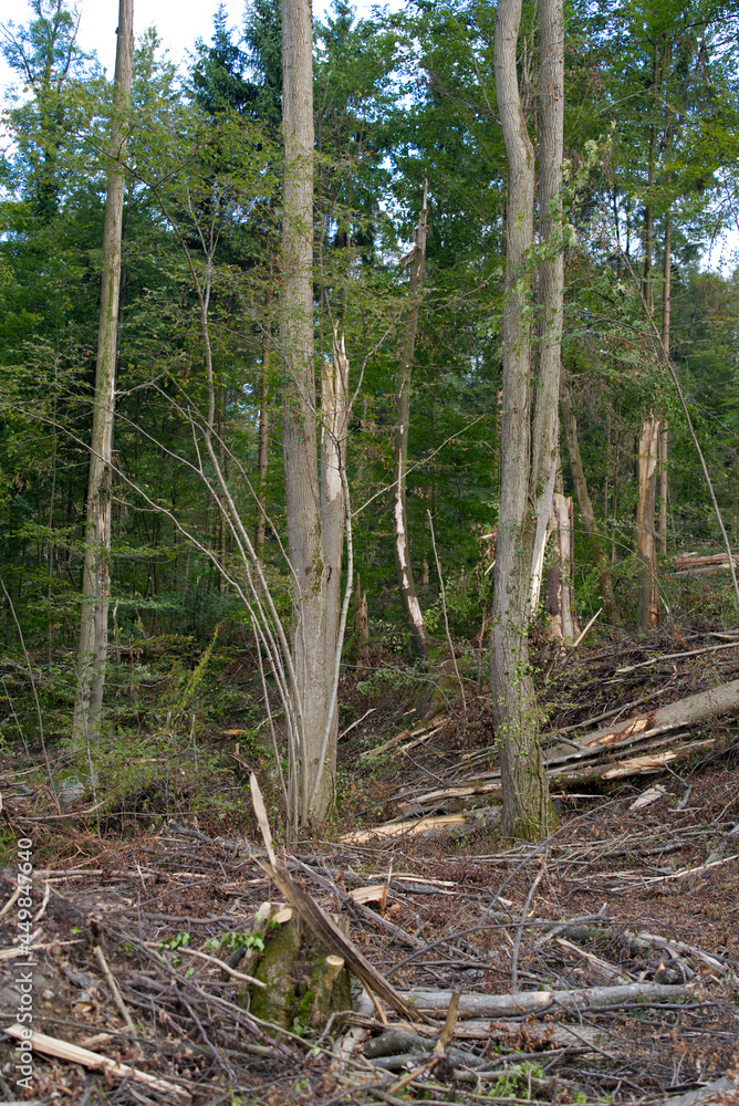 Fototapeta premium Broken and shattered trees and branches after heavy thunderstorm at Zürich Schwamendingen on a sunny summer evening. Photo taken August 8th, 2021, Zurich, Switzerland.