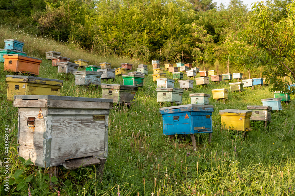 colored wooden beehives in golden hour - honey bees flying around wooden beehives.colorful beehives on the hill in Prahova Romania colored wooden beehives in golden hour - honey bees flying around wooden beehives.colorful beehives on the hill in Prahova Romania
