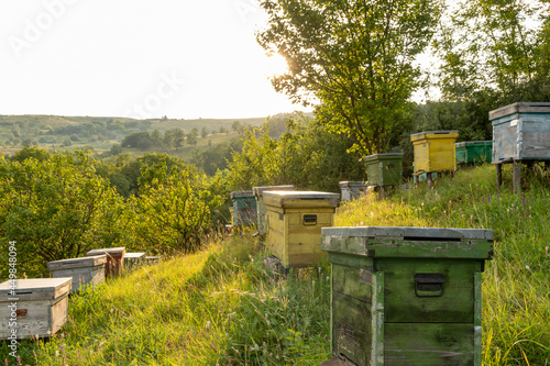 colored wooden beehives in golden hour - honey bees flying around wooden beehives.colorful beehives on the hill in Prahova Romania