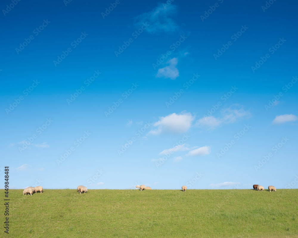sheep on grass dike under blue sky in the netherlands