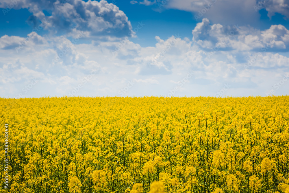 Obraz premium Vibrant Summer Landscape with Flowers Field and Clouds