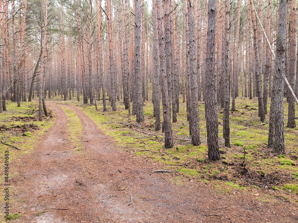 Obraz premium path in the forest