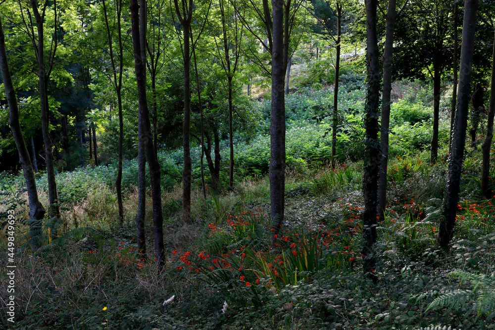 Vegetation in the forest Vegetation in the forest